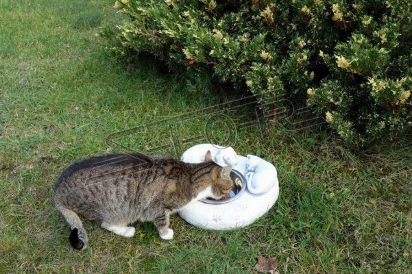 Wasser Trinkbrunnen Katzen Tränke Behälter Kunde Trink Gefäss